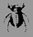 Insect